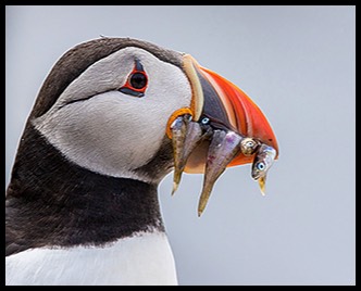 Puffins Barry Carter