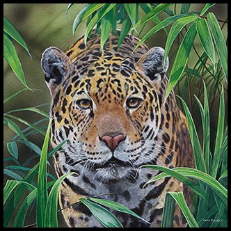 Jaguar by John Halbert